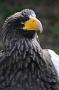 Steller's sea eagle (Steller zeearend), Haliaeetus pelagicus