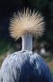 Grey Crowned Crane (Grijze kroonkraanvogel), Balearica regulorum
