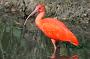 Scarlet ibis (Rode ibis), Eudocimus ruber