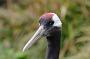 Red-crowned crane (Mantsjoerijse kraanvogel), Grus japonensis