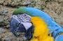 Blue and yellow macaw (Blauwgele ara), Ara ararauna