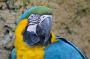 Blue and yellow macaw (Blauwgele ara), Ara ararauna