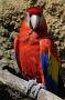 Scarlet macaw (Geelvleugel ara), Ara macao
