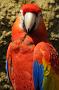 Scarlet macaw (Geelvleugel ara), Ara macao